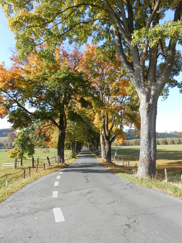 Alleestraße im Herbst by archi 66