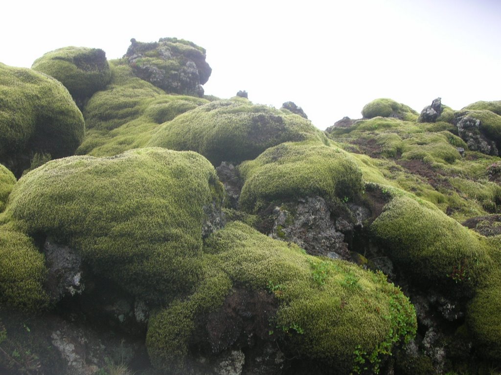 Icelandic moss and lava flow - Aug 2006 by MaxFarrar