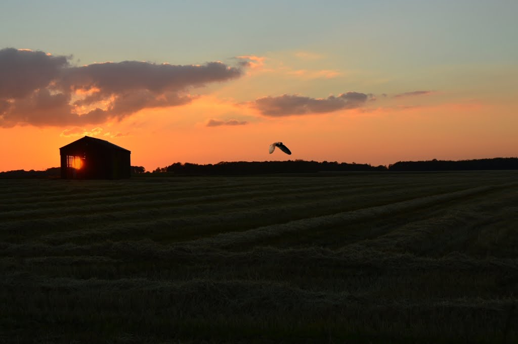 Sunset Barn owl by David Humphreys