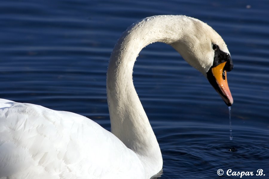 Damned, he's looking at me (Switzerland, lake of Genea, 2008) by Caspar Bichsel