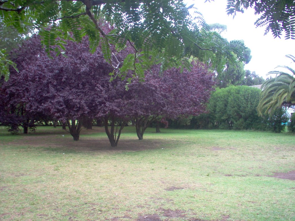 Jardín Japonés, parque Lillo by Izhak el Dragontosaurio