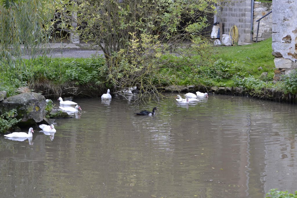 La mare aux canards by michael32st