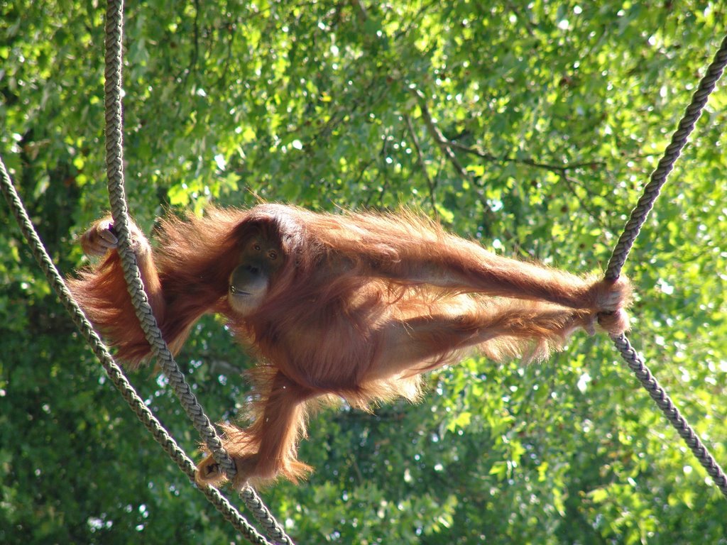 Orang-Utans (Pongo) by Daniel Tschernich