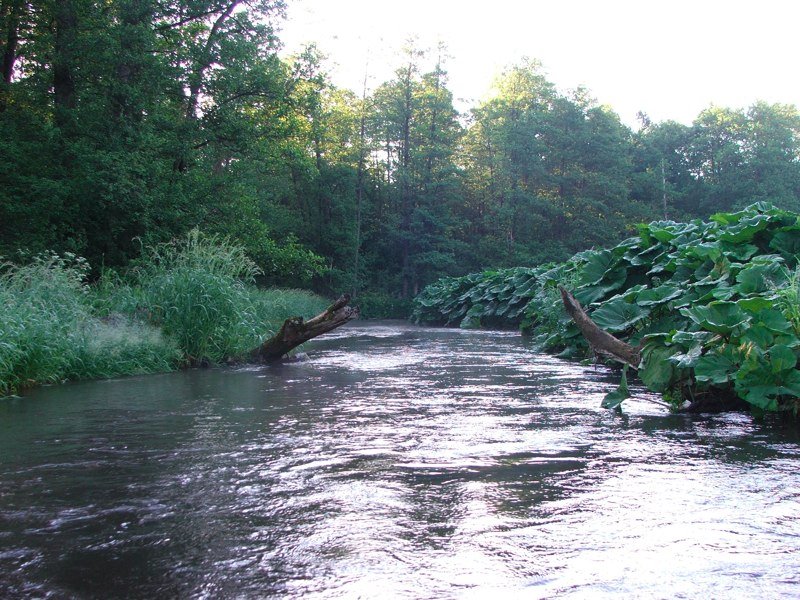 Łopian nad Czarną Chańcza by mickrol