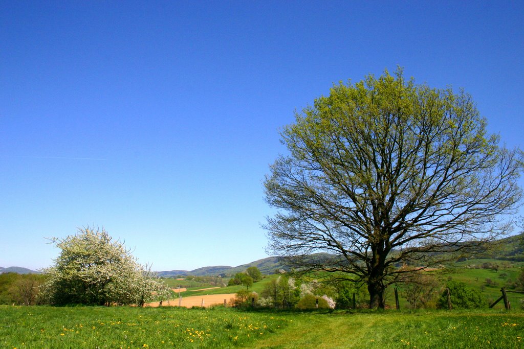 "Odenwaldhölle" - Weschnitztal im Frühling by Rita Eberle-Wessner