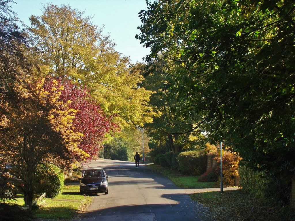 Belgrave Road trees in autumn 2, Ranmoor, Sheffield S10 by sixxsix