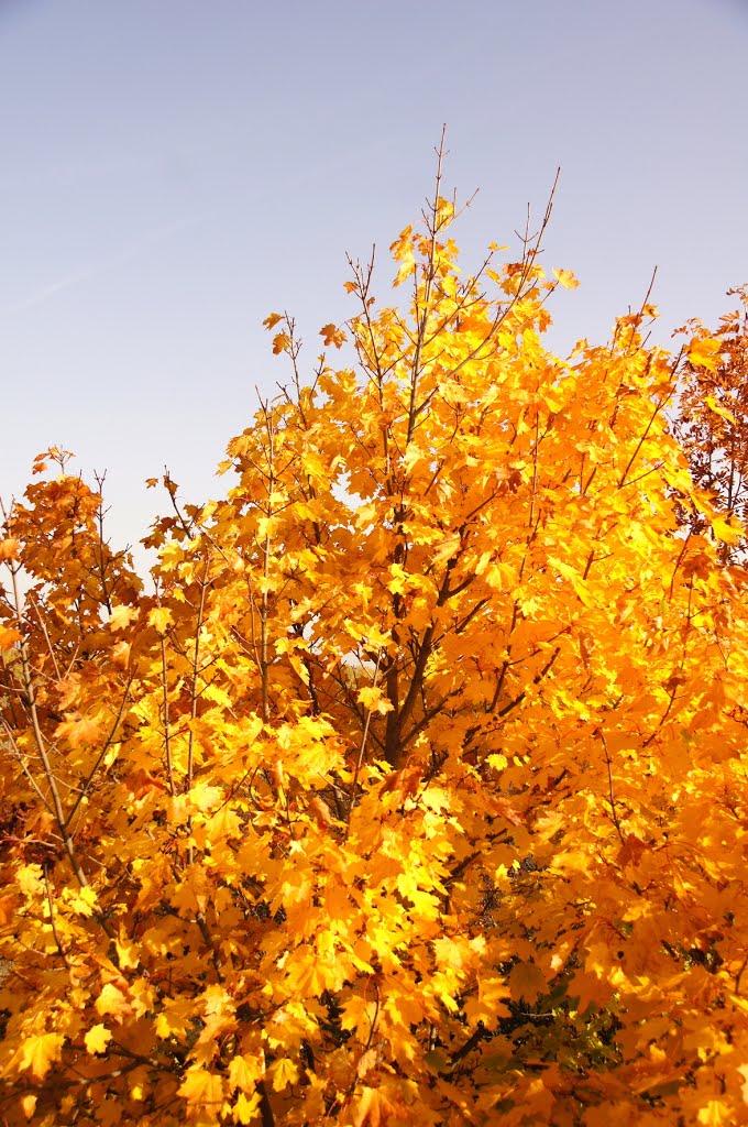 Herbstbuntes Ahornlaub by wolfbam