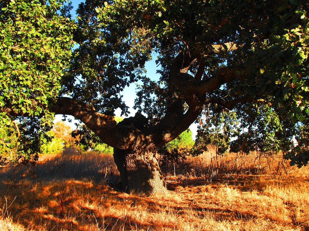 Beautiful Valley Oak Tree, Livermore, CA by pauline8228