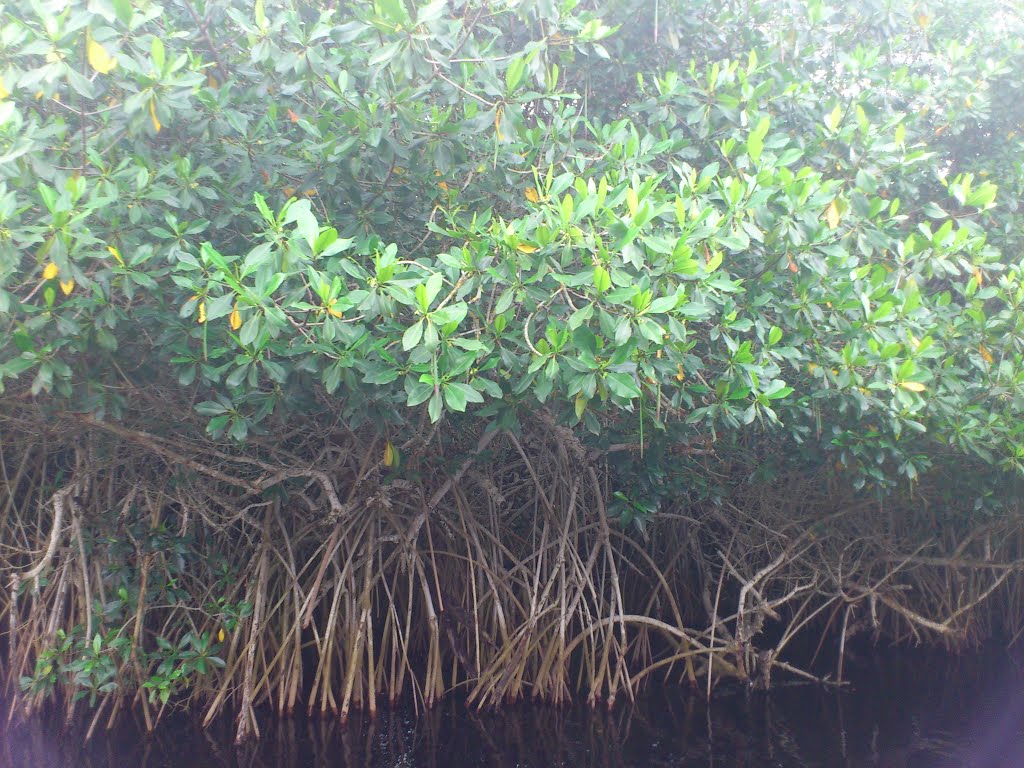 Mangles en La Tovara, San Blas, Nayarit, México. by oraleraza