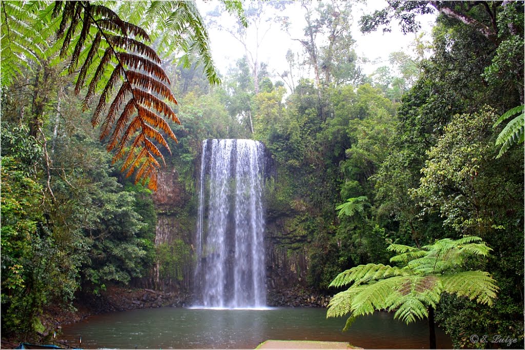 Millaa Millaa Falls * Tablelands Queensland by ebi lutze