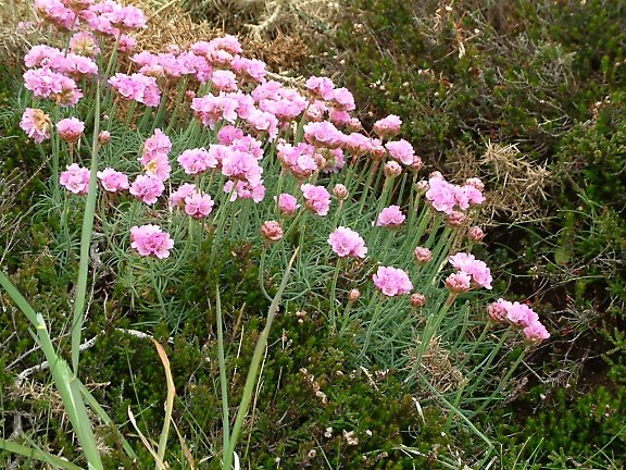 Thrift on cliff top, Strumble Head by Noseyinround