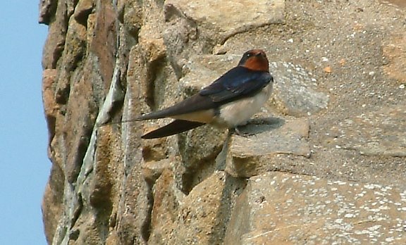 Swallow at Marlins Haven by Noseyinround