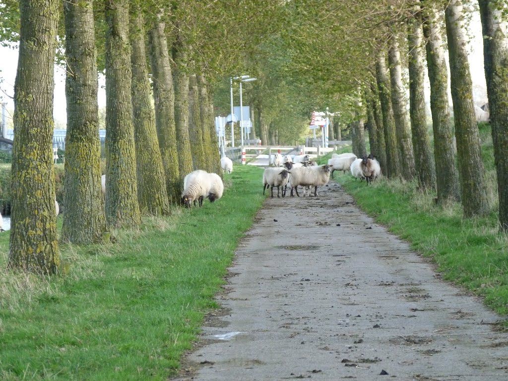 Achter de Geniedijk - 1888/1903(stelling v Amsterdam) by stevenvanValen+hannekeRolloos