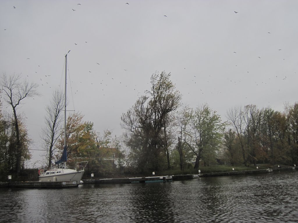 Thousands of birds scaping the rain squalls by midatlanticriverrat