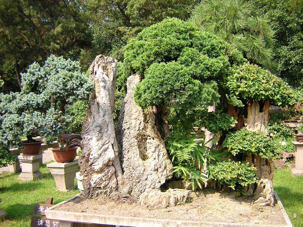 Suzhou - la Collina della Tigre - giardino bonsai by maremagna