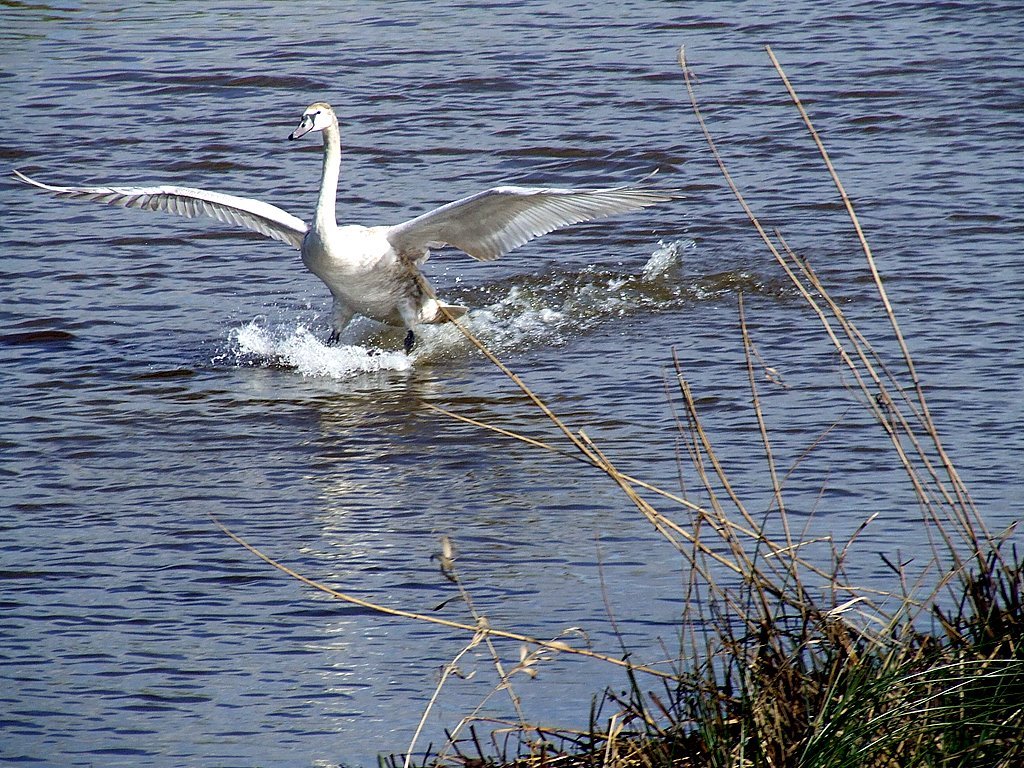 Successfull landing by Ria Philips