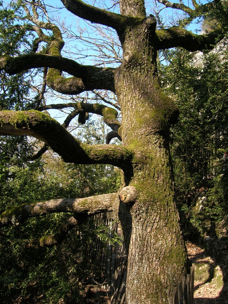 Arbre by Boumlik M.