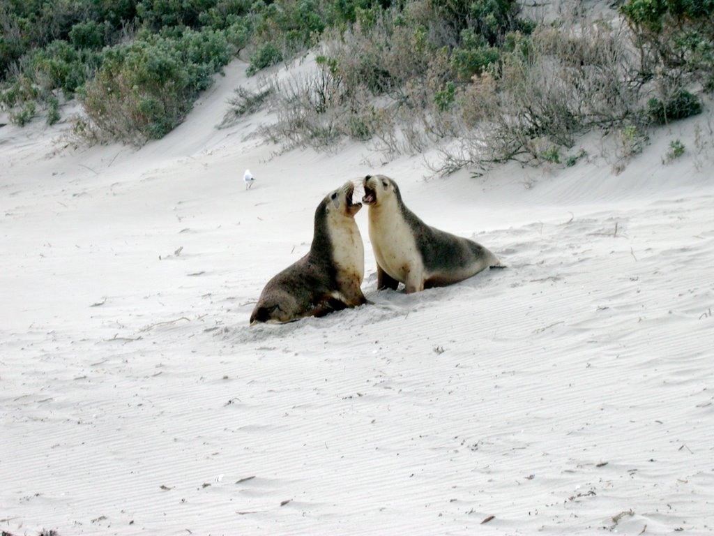 Seal Bay, Kangaroo Island by Joth