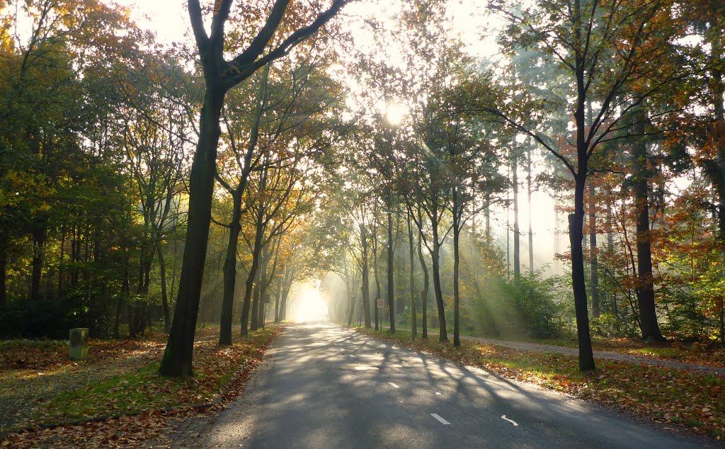 Mooi herfstlicht bij Austerlitz , Lovely autumn light by Mart61