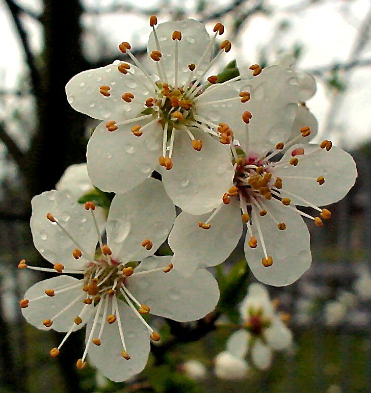 Exploding spring by uaf