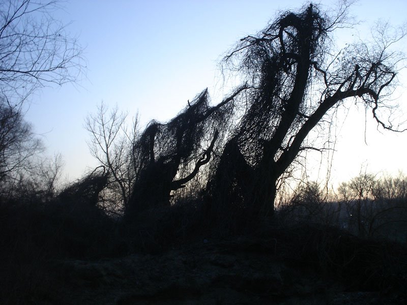 Strange trees by bertold85