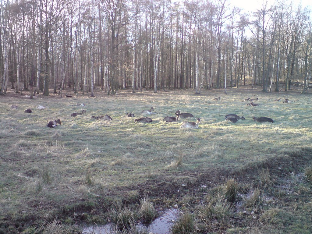 Rehe bei Moritzburg - Wildpark by Thomas Berndt