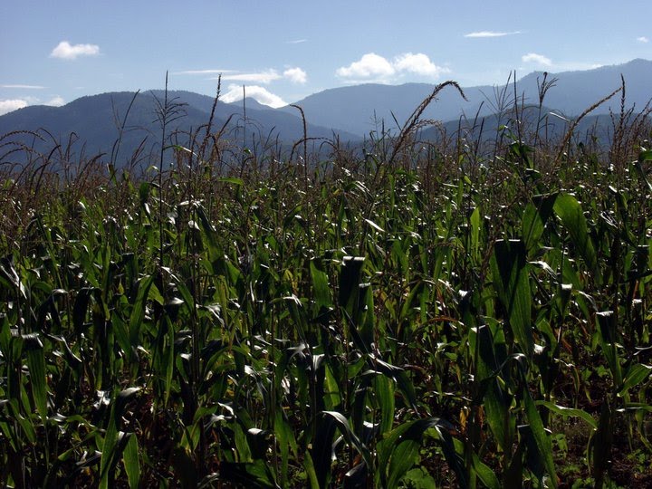 Milpas, Santa Martha Chichihualtepec, Oaxaca, Mexico by Perry Haines Photography