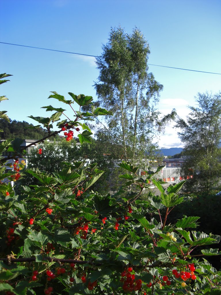 Nice berries and a tall tree by Mona Lygre