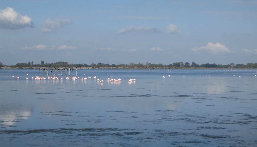 Flamants roses à l'étang du Médard by mfe