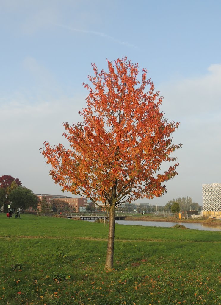 Prunus in herfstkleur. by Ria Wentink