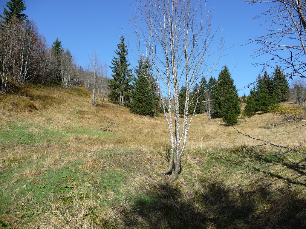 Naturschutzgebiet Feldberg 7 by bienenritter