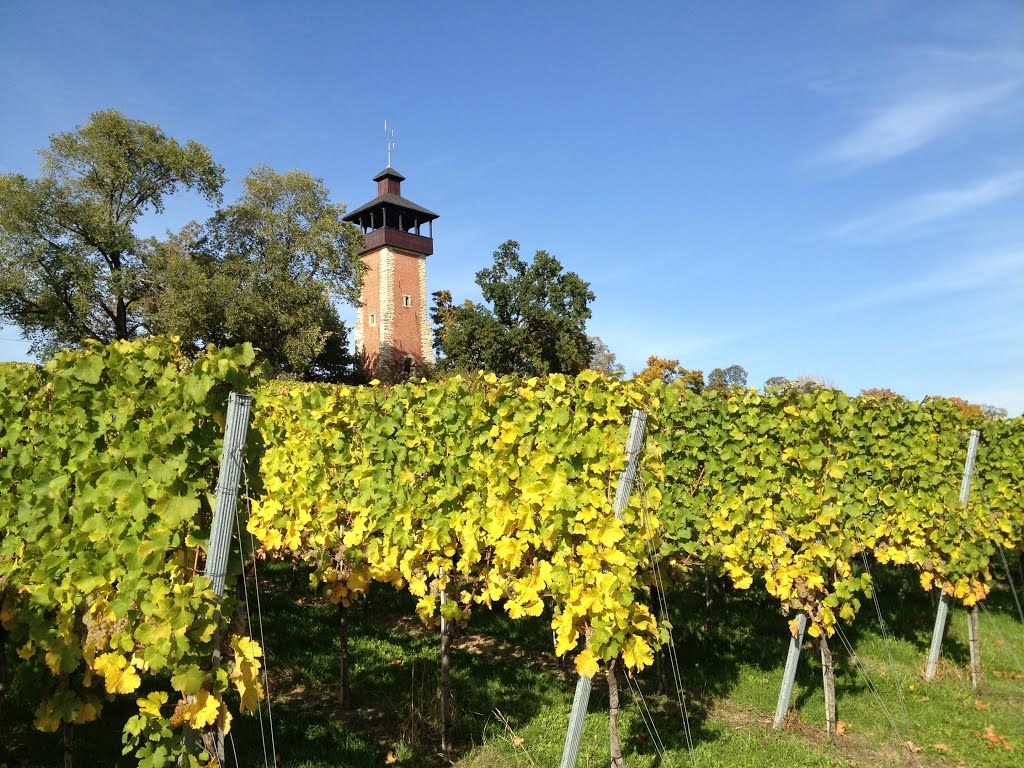 Weinberge in Stuttgart-Burgholzhof by brugge_tripel