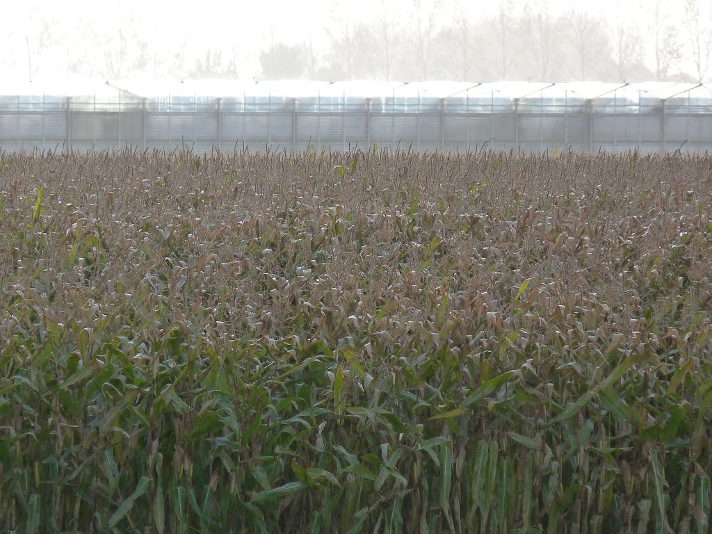 Greenhouses by stevenvanValen+hannekeRolloos