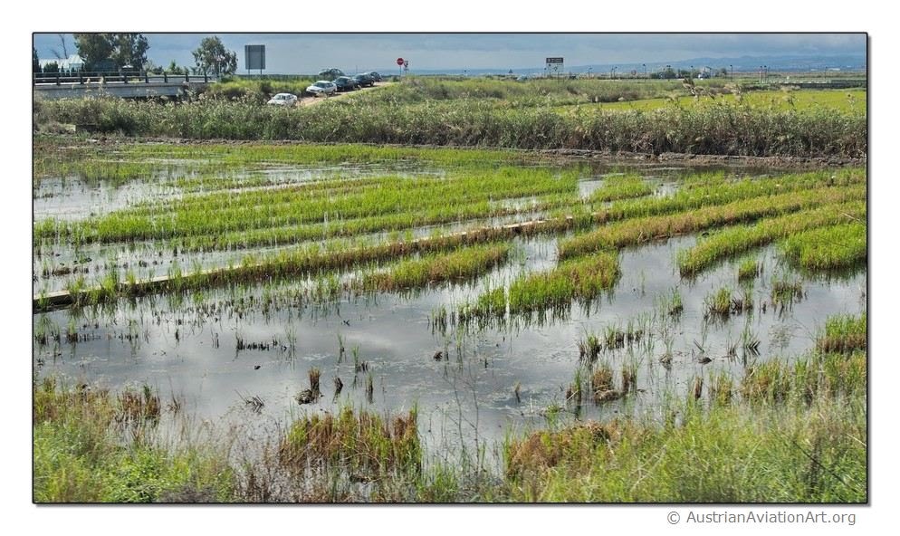 La albufera - Risefield (10/2012) by AustrianAviationArt