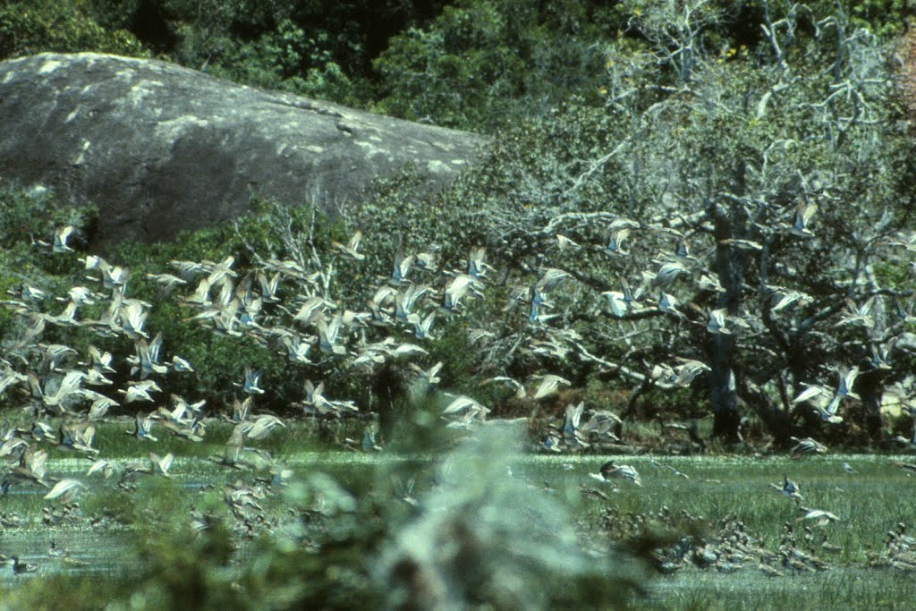 Panama Tank - Sri Lanka - 1983 by Ole Holbech