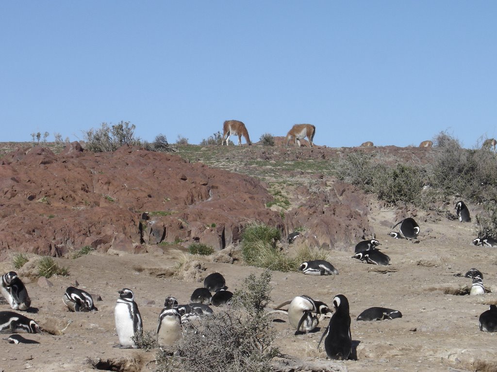 Guanacos y Pinguinos by lucho&marilu