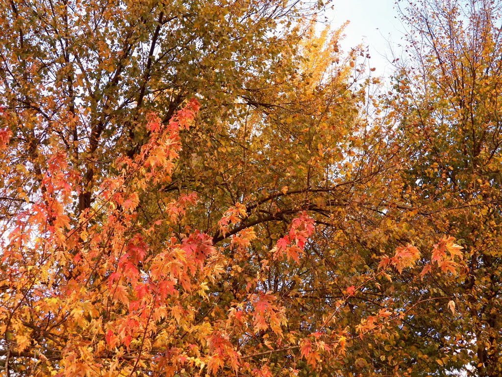 Autumn Leaves in the Backyard by Pamela Elbert Poland