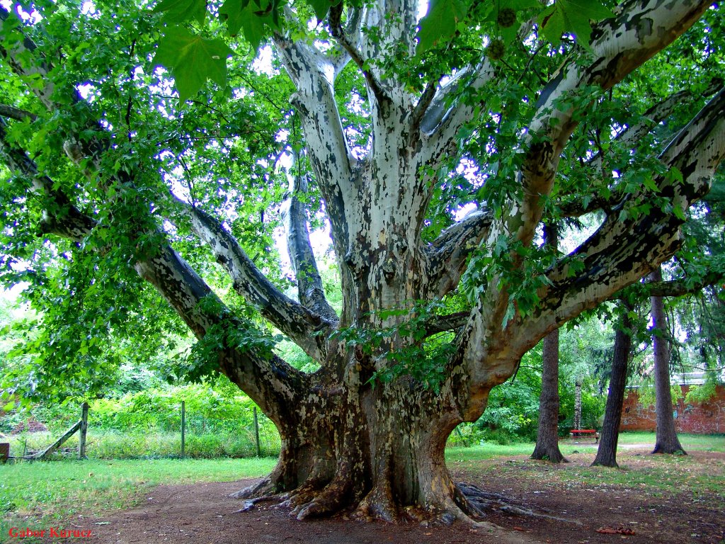 Az "500 éves" platán ('500' years old Platanus - Kőszeg) by Gábor Kurucz