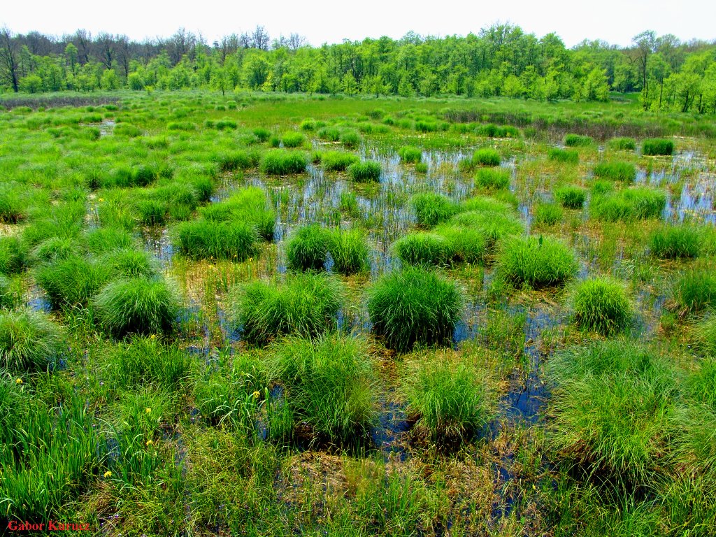 Zsombékos...(Clumps... - near Darány) by Gábor Kurucz