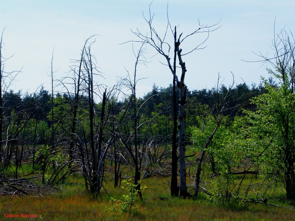 Leégett borókás (Burnt down Junipers) by Gábor Kurucz