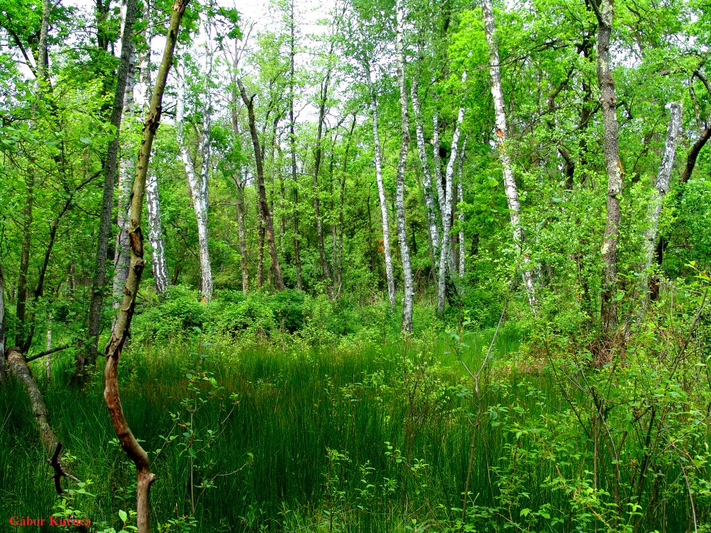 Nyírláp erdő (Birch moor forest) by Gábor Kurucz