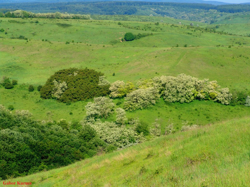 Legelő 2 (Pasture) by Gábor Kurucz