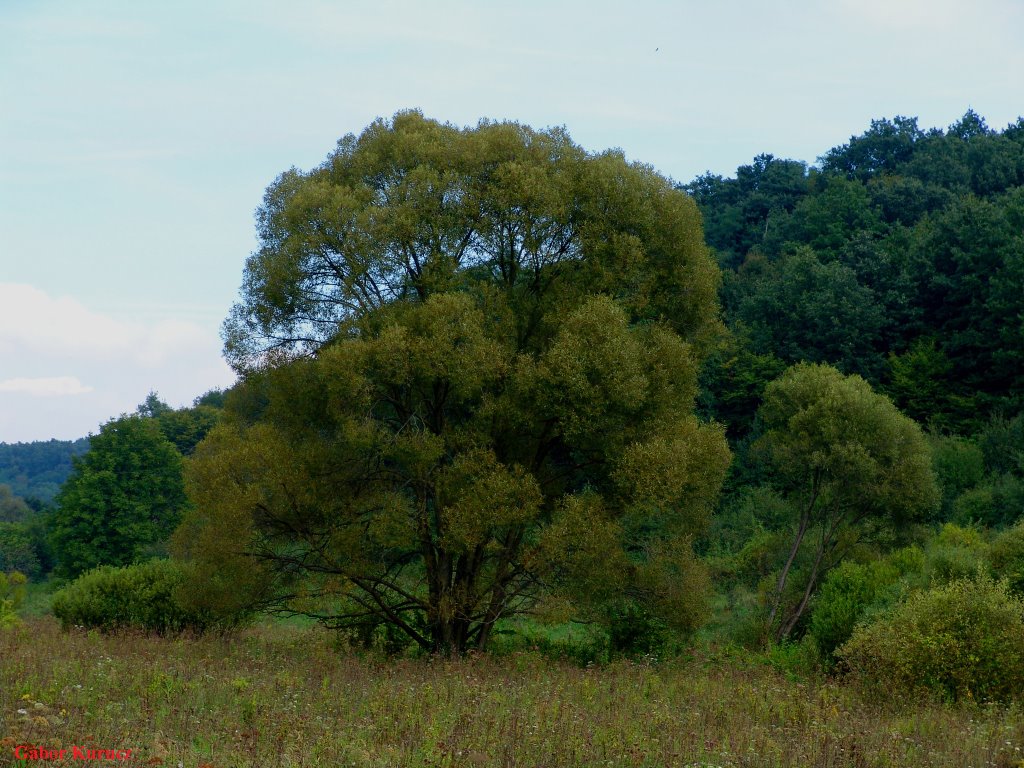 Öreg fűz (Old willow) by Gábor Kurucz