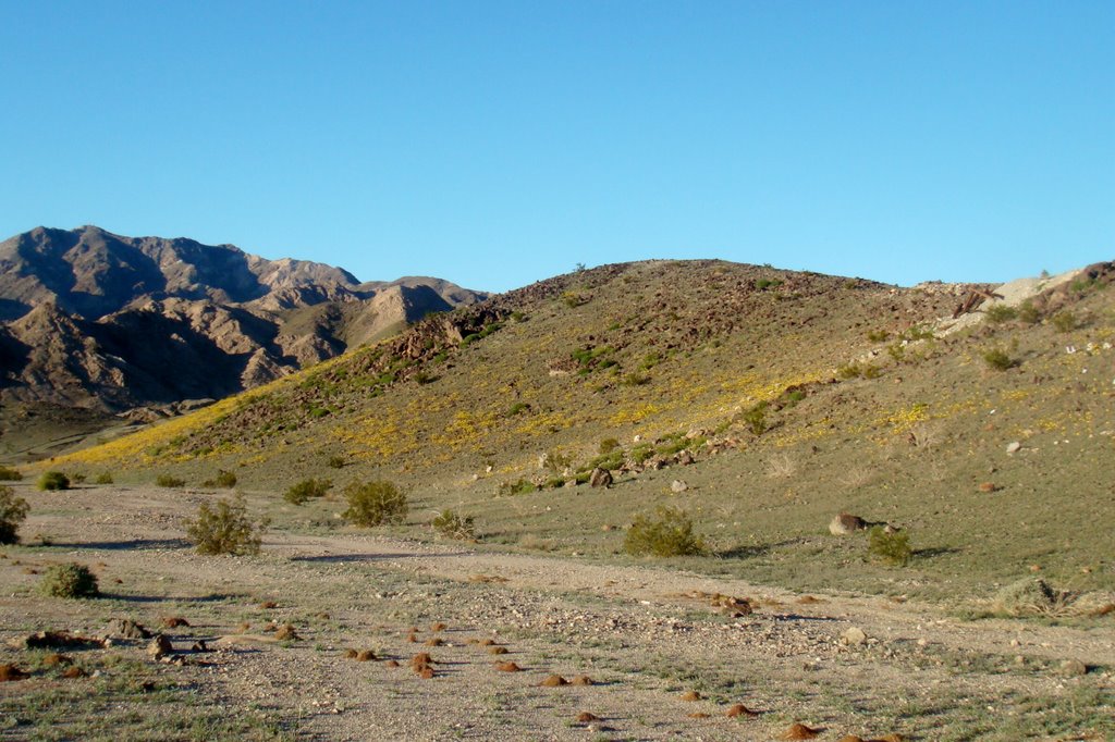 Yellowcups Blanketing Hillside near Southeast Flank of Bristol Mountains Feb. 9, 2008 by George King