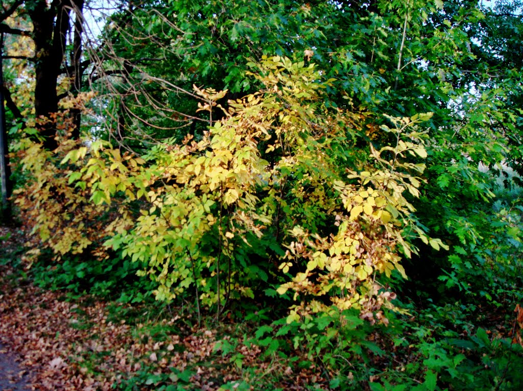 01.10.2012 17:33 Лесопарковая зона парка Дружбы народов. Вид с тропинки. by senisi