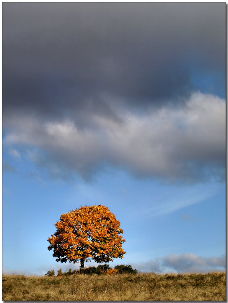 An Autumn scene. by Herb Riddle