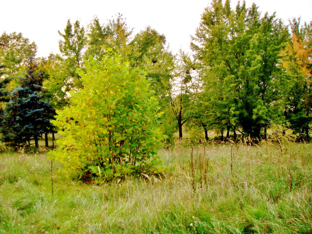 01.10.2012 17:35 Местность вдоль тропинки в парке Дружбы народов. by senisi