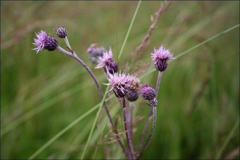 Kisfészkű aszat(Cirsium brachycephalum) - Faggyas Sz. by halasregio