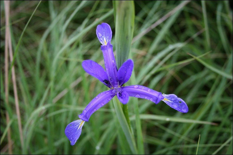 Fátyolos nőszirom(Iris spuria) - Faggyas Sz. by halasregio