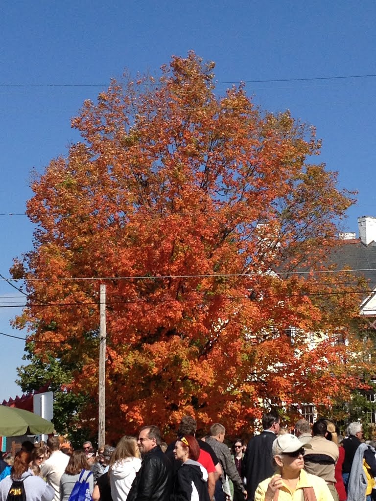 Fall tree by neongreenkid